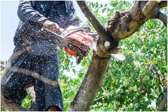 tree services Brushy